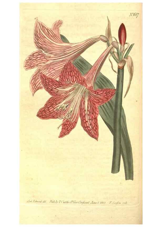 Reproducción/Reproduction 8318318724: Curtis's botanical magazine.. London ;New York [etc.] :Academic Press [etc.]