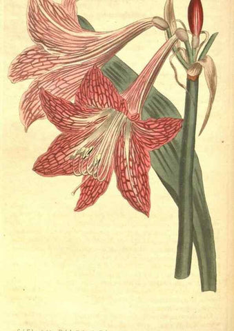 Reproducción/Reproduction 8318318724: Curtis's botanical magazine.. London ;New York [etc.] :Academic Press [etc.]