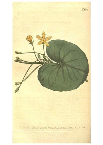 Reproducción/Reproduction 8318319390: Curtis's botanical magazine.. London ;New York [etc.] :Academic Press [etc.]