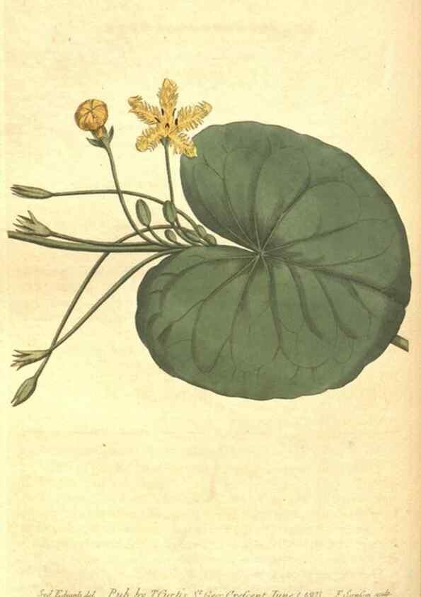 Reproducción/Reproduction 8318319390: Curtis's botanical magazine.. London ;New York [etc.] :Academic Press [etc.]