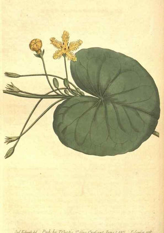 Reproducción/Reproduction 8318319390: Curtis's botanical magazine.. London ;New York [etc.] :Academic Press [etc.]