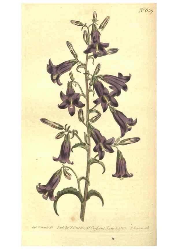 Reproducción/Reproduction 8318320012: Curtis's botanical magazine.. London ;New York [etc.] :Academic Press [etc.]