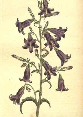 Reproducción/Reproduction 8318320012: Curtis's botanical magazine.. London ;New York [etc.] :Academic Press [etc.]