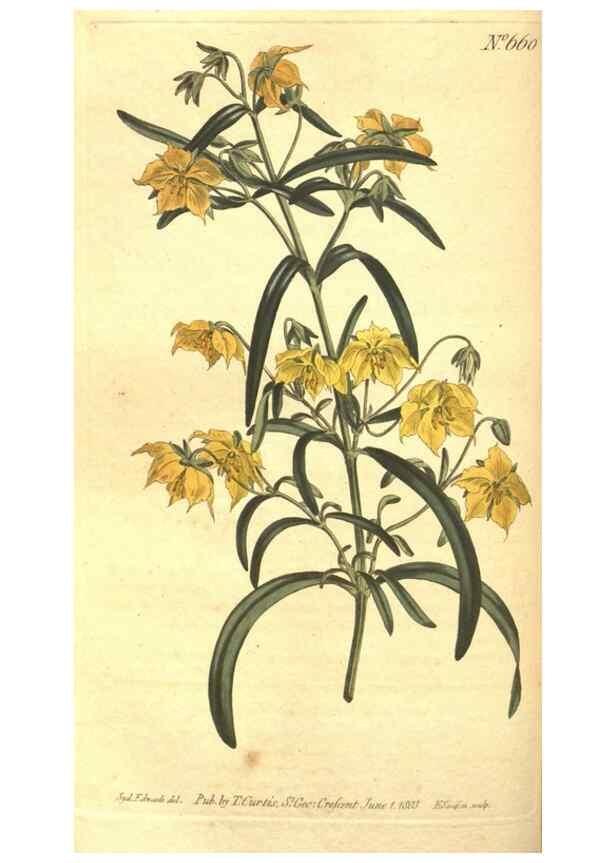 Reproducción/Reproduction 8318320598: Curtis's botanical magazine.. London ;New York [etc.] :Academic Press [etc.]