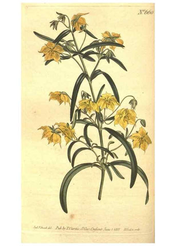 Reproducción/Reproduction 8318320598: Curtis's botanical magazine.. London ;New York [etc.] :Academic Press [etc.]