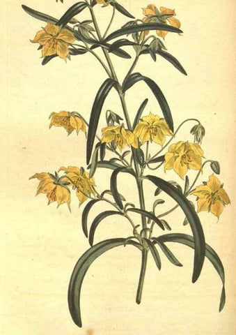 Reproducción/Reproduction 8318320598: Curtis's botanical magazine.. London ;New York [etc.] :Academic Press [etc.]