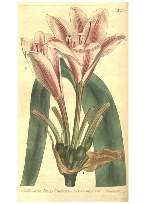 Reproducción/Reproduction 8318321176: Curtis's botanical magazine.. London ;New York [etc.] :Academic Press [etc.]