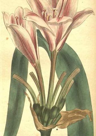 Reproducción/Reproduction 8318321176: Curtis's botanical magazine.. London ;New York [etc.] :Academic Press [etc.]