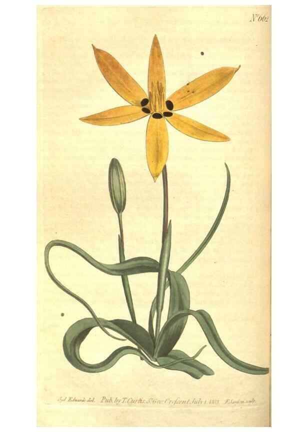 Reproducción/Reproduction 8318321754: Curtis's botanical magazine.. London ;New York [etc.] :Academic Press [etc.]