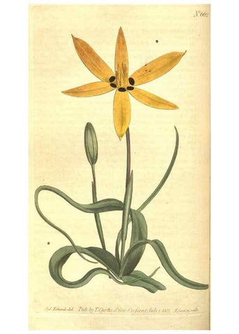 Reproducción/Reproduction 8318321754: Curtis's botanical magazine.. London ;New York [etc.] :Academic Press [etc.]