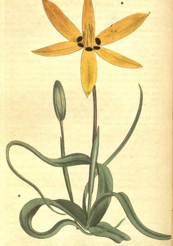 Reproducción/Reproduction 8318321754: Curtis's botanical magazine.. London ;New York [etc.] :Academic Press [etc.]