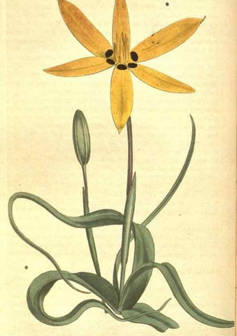 Reproducción/Reproduction 8318321754: Curtis's botanical magazine.. London ;New York [etc.] :Academic Press [etc.]