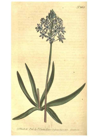 Reproducción/Reproduction 8318322420: Curtis's botanical magazine.. London ;New York [etc.] :Academic Press [etc.]