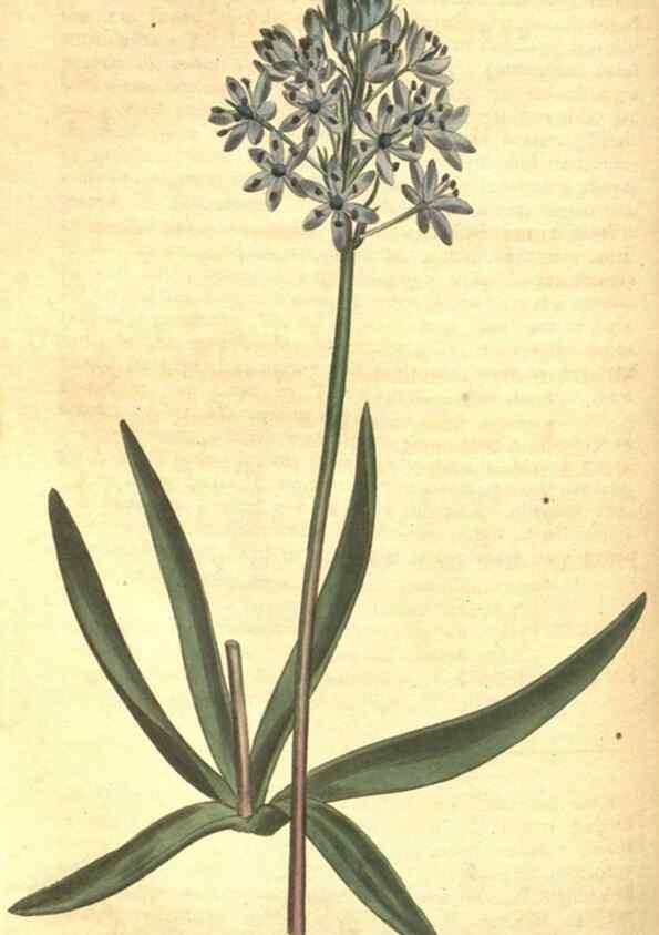 Reproducción/Reproduction 8318322420: Curtis's botanical magazine.. London ;New York [etc.] :Academic Press [etc.]
