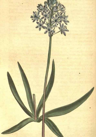 Reproducción/Reproduction 8318322420: Curtis's botanical magazine.. London ;New York [etc.] :Academic Press [etc.]