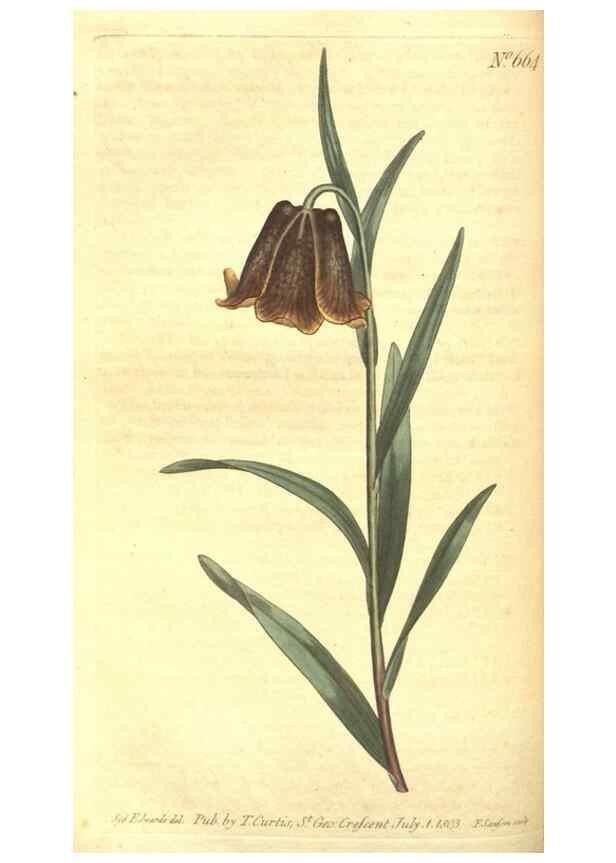 Reproducción/Reproduction 8317267065: Curtis's botanical magazine.. London ;New York [etc.] :Academic Press [etc.]