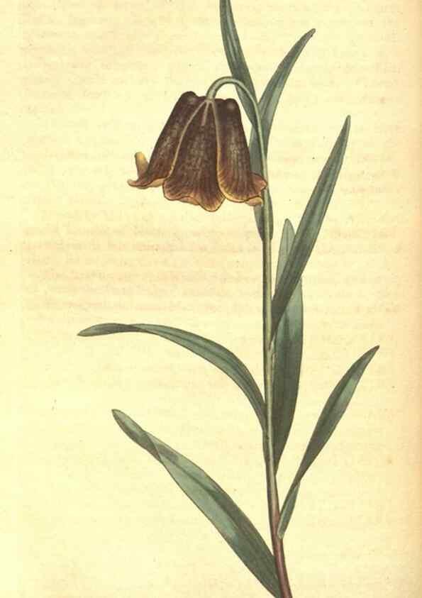 Reproducción/Reproduction 8317267065: Curtis's botanical magazine.. London ;New York [etc.] :Academic Press [etc.]