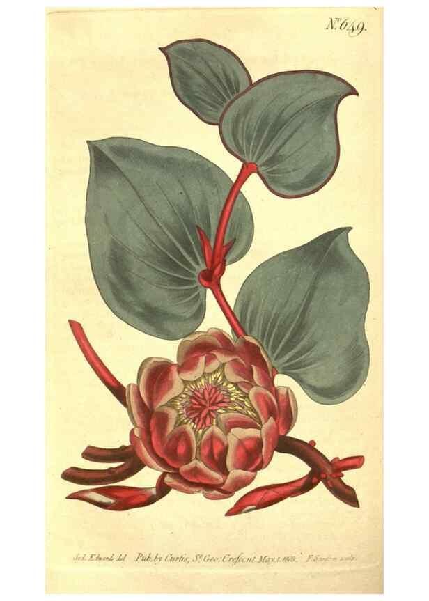 Reproducción/Reproduction 8317257561: Curtis's botanical magazine.. London ;New York [etc.] :Academic Press [etc.]