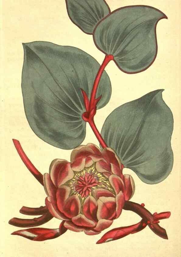 Reproducción/Reproduction 8317257561: Curtis's botanical magazine.. London ;New York [etc.] :Academic Press [etc.]