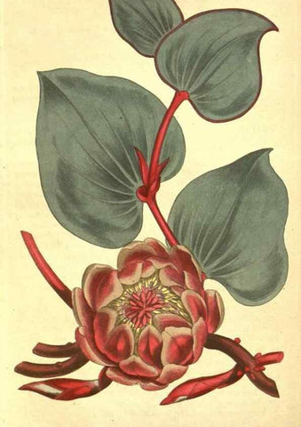 Reproducción/Reproduction 8317257561: Curtis's botanical magazine.. London ;New York [etc.] :Academic Press [etc.]