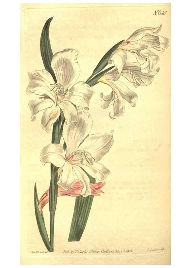 Reproducción/Reproduction 8317256971: Curtis's botanical magazine.. London ;New York [etc.] :Academic Press [etc.]