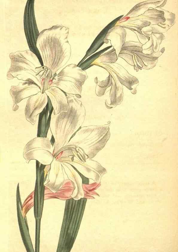 Reproducción/Reproduction 8317256971: Curtis's botanical magazine.. London ;New York [etc.] :Academic Press [etc.]
