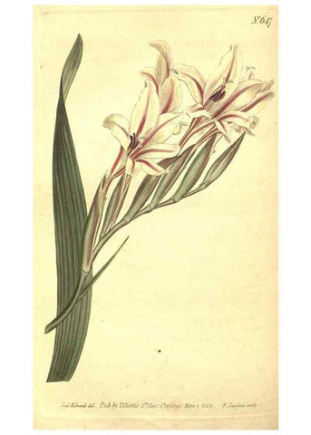 Reproducción/Reproduction 8317256407: Curtis's botanical magazine.. London ;New York [etc.] :Academic Press [etc.]