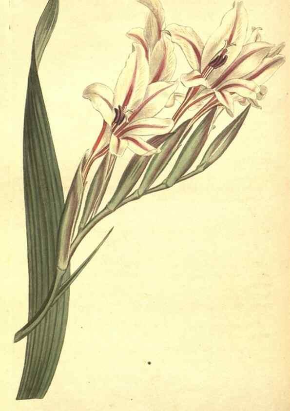 Reproducción/Reproduction 8317256407: Curtis's botanical magazine.. London ;New York [etc.] :Academic Press [etc.]