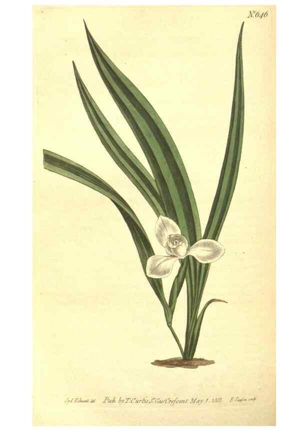 Reproducción/Reproduction 8317255659: Curtis's botanical magazine.. London ;New York [etc.] :Academic Press [etc.]