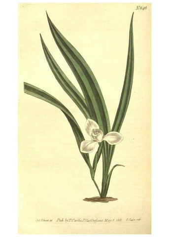 Reproducción/Reproduction 8317255659: Curtis's botanical magazine.. London ;New York [etc.] :Academic Press [etc.]