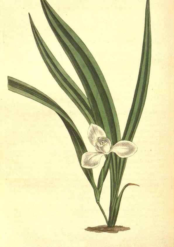 Reproducción/Reproduction 8317255659: Curtis's botanical magazine.. London ;New York [etc.] :Academic Press [etc.]
