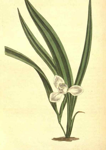 Reproducción/Reproduction 8317255659: Curtis's botanical magazine.. London ;New York [etc.] :Academic Press [etc.]