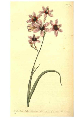 Reproducción/Reproduction 8317244775: Curtis's botanical magazine.. London ;New York [etc.] :Academic Press [etc.]