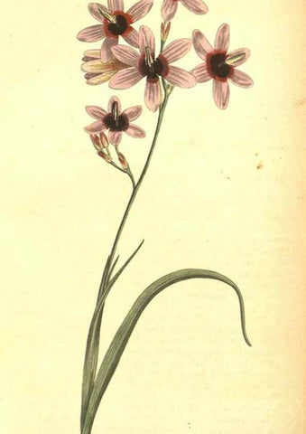 Reproducción/Reproduction 8317244775: Curtis's botanical magazine.. London ;New York [etc.] :Academic Press [etc.]