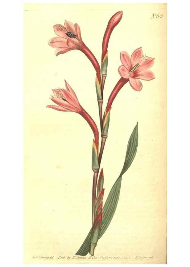 Reproducción/Reproduction 8318300616: Curtis's botanical magazine.. London ;New York [etc.] :Academic Press [etc.]