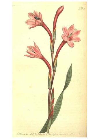 Reproducción/Reproduction 8318300616: Curtis's botanical magazine.. London ;New York [etc.] :Academic Press [etc.]