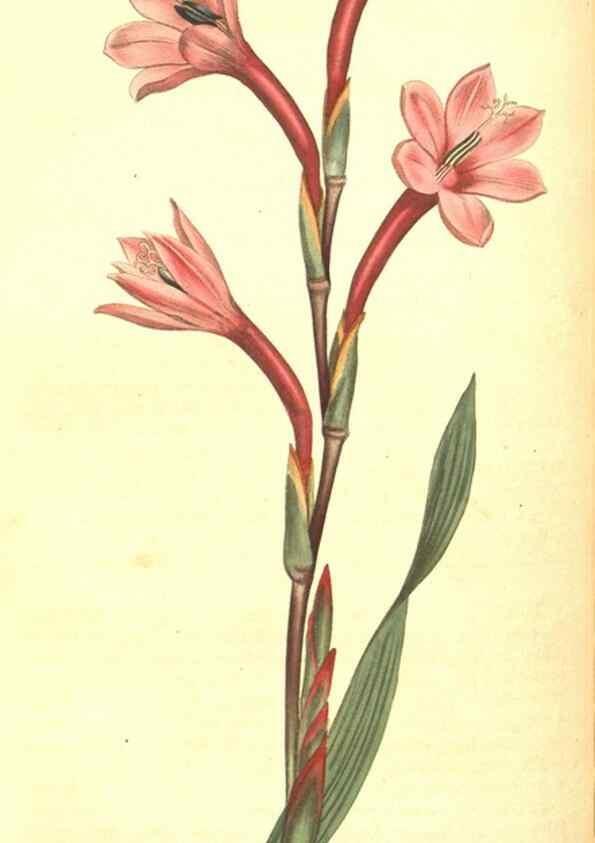 Reproducción/Reproduction 8318300616: Curtis's botanical magazine.. London ;New York [etc.] :Academic Press [etc.]