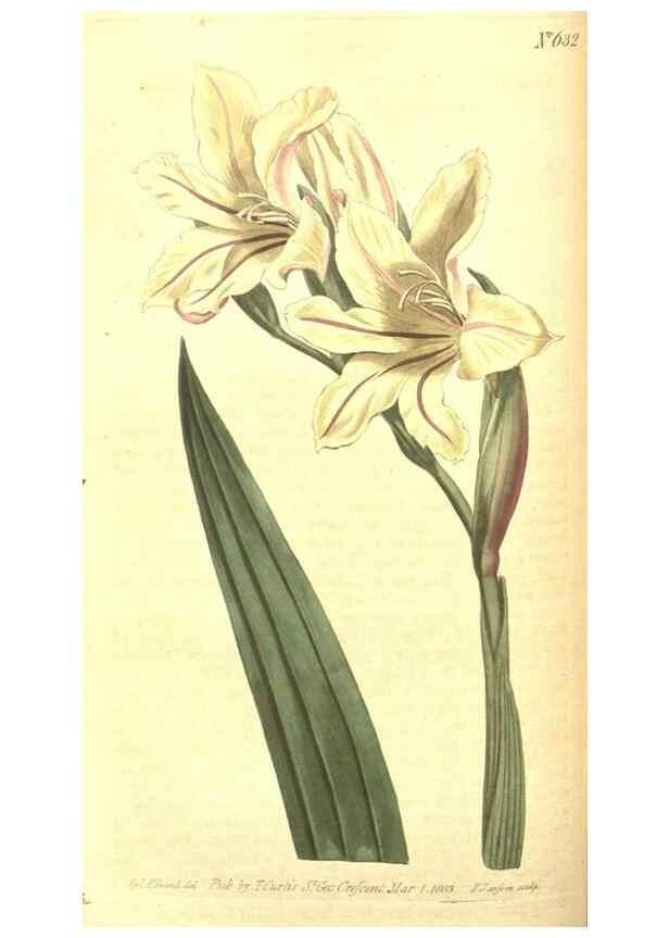 Reproducción/Reproduction 8317245821: Curtis's botanical magazine.. London ;New York [etc.] :Academic Press [etc.]