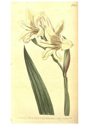 Reproducción/Reproduction 8317245821: Curtis's botanical magazine.. London ;New York [etc.] :Academic Press [etc.]
