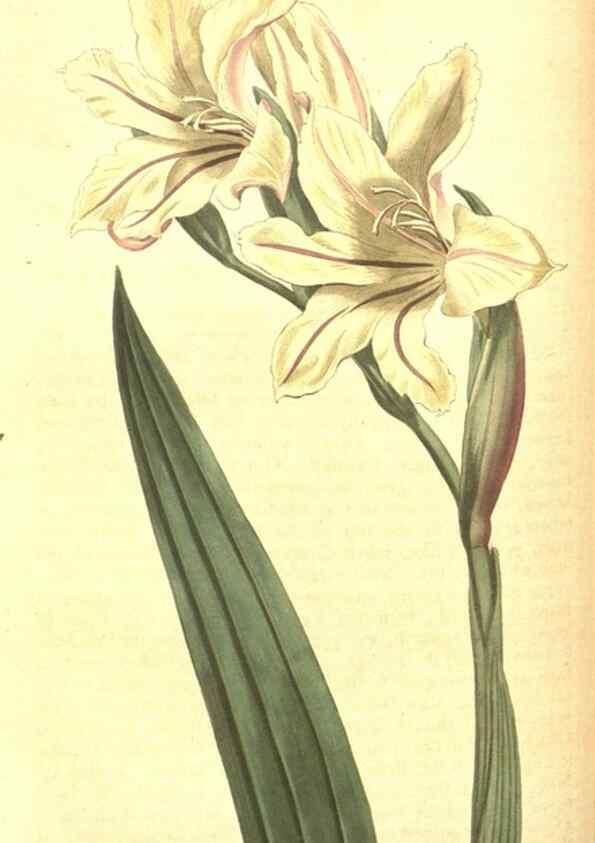 Reproducción/Reproduction 8317245821: Curtis's botanical magazine.. London ;New York [etc.] :Academic Press [etc.]