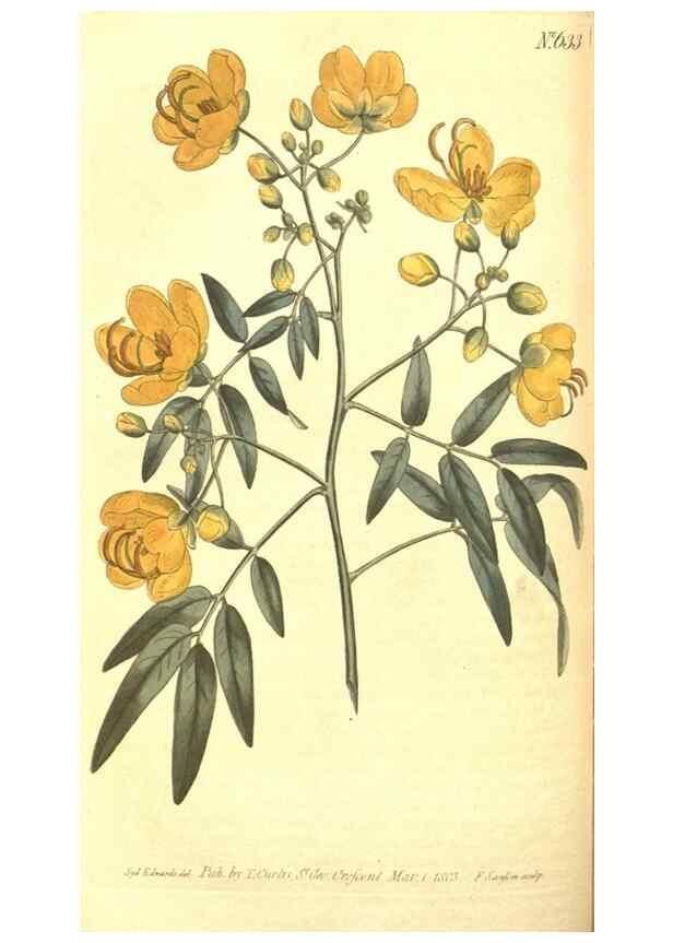 Reproducción/Reproduction 8318301776: Curtis's botanical magazine.. London ;New York [etc.] :Academic Press [etc.]