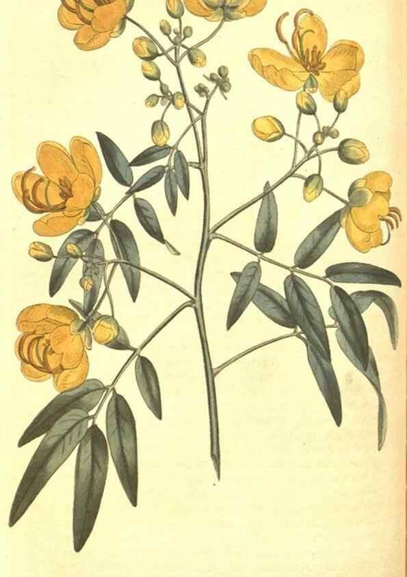 Reproducción/Reproduction 8318301776: Curtis's botanical magazine.. London ;New York [etc.] :Academic Press [etc.]