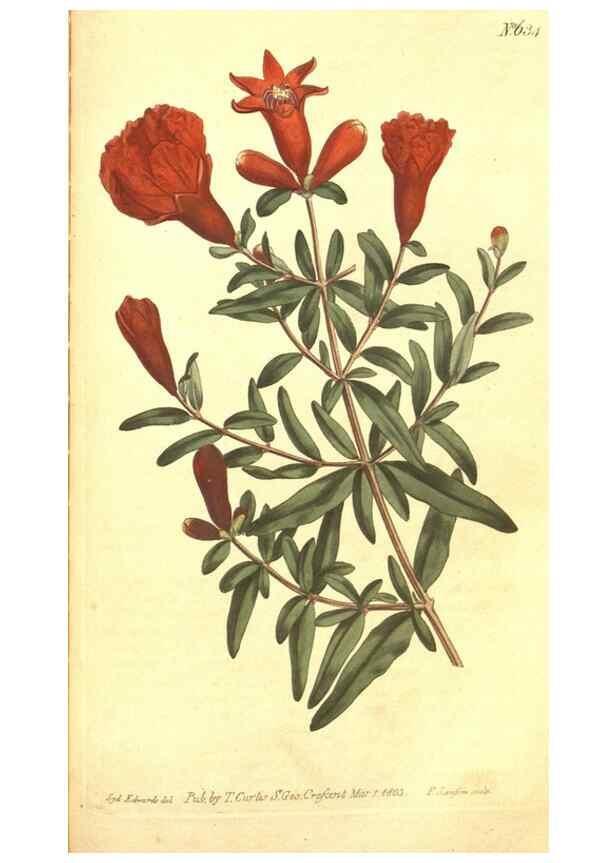 Reproducción/Reproduction 8318302504: Curtis's botanical magazine.. London ;New York [etc.] :Academic Press [etc.]