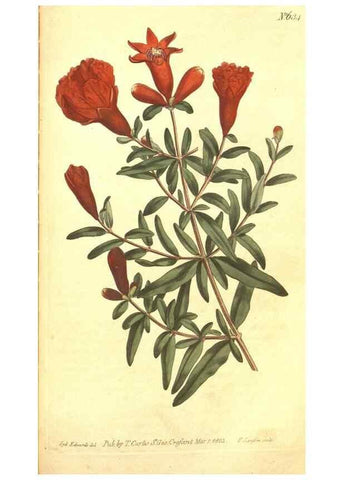 Reproducción/Reproduction 8318302504: Curtis's botanical magazine.. London ;New York [etc.] :Academic Press [etc.]