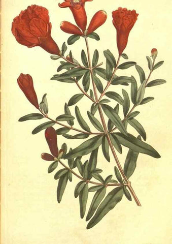 Reproducción/Reproduction 8318302504: Curtis's botanical magazine.. London ;New York [etc.] :Academic Press [etc.]