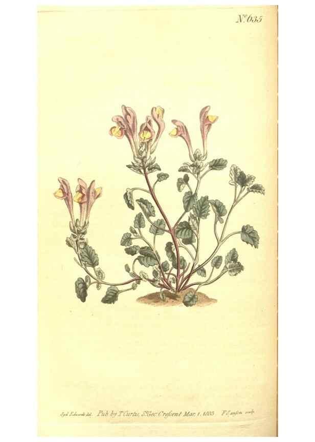 Reproducción/Reproduction 8317247947: Curtis's botanical magazine.. London ;New York [etc.] :Academic Press [etc.]