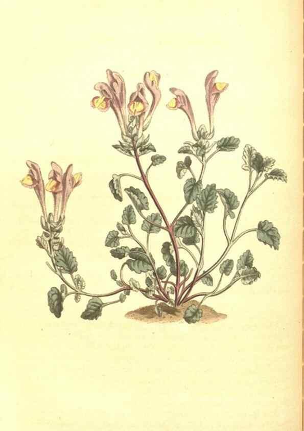 Reproducción/Reproduction 8317247947: Curtis's botanical magazine.. London ;New York [etc.] :Academic Press [etc.]