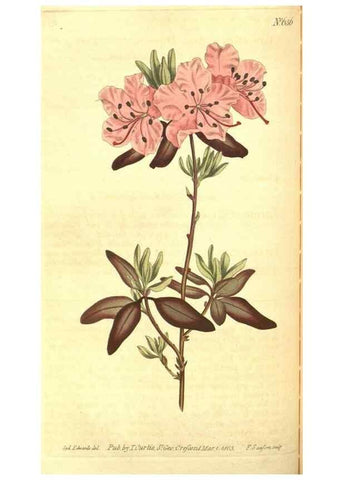 Reproducción/Reproduction 8317248743: Curtis's botanical magazine.. London ;New York [etc.] :Academic Press [etc.]