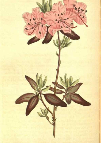 Reproducción/Reproduction 8317248743: Curtis's botanical magazine.. London ;New York [etc.] :Academic Press [etc.]