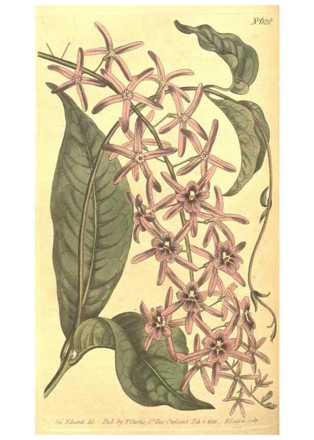 Reproducción/Reproduction 8318298724: Curtis's botanical magazine.. London ;New York [etc.] :Academic Press [etc.]